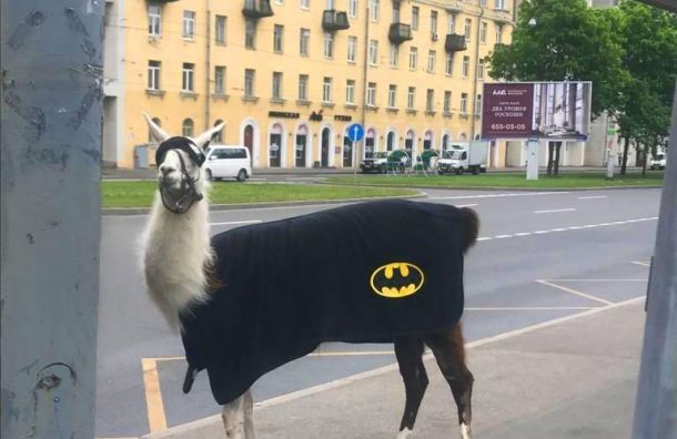 Лама-супермен в костюме Бэтмена гуляла по Петербурга