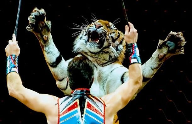 Братья Запашные показали, как кормят тигров в цирке на Фонтанке