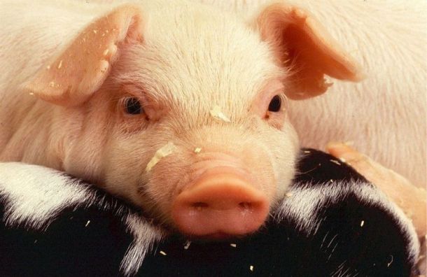 Цены на свинину резко упали