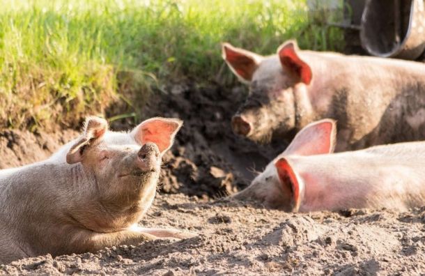 В Купчино на дороге лежали три свиных туши